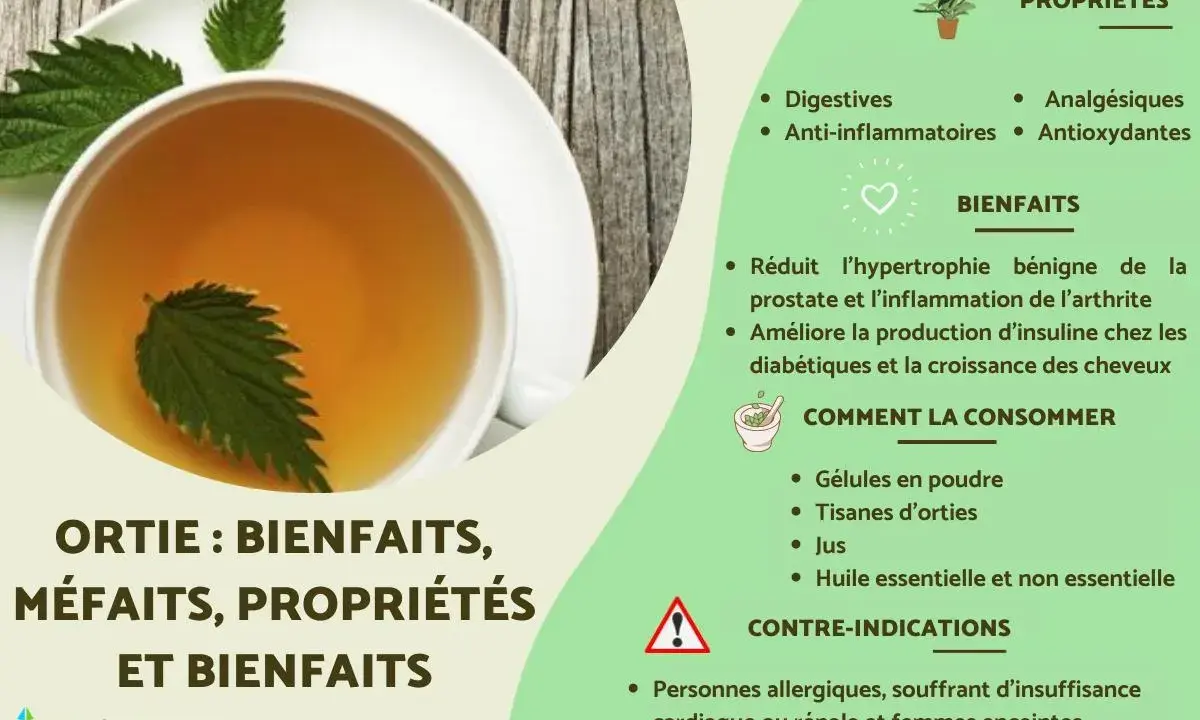Tisane d'ortie : bienfaits, propriétés et contre-indications. Attention, tisane ortie danger pour personnes allergiques, cardiaques, rénales et femmes enceintes.