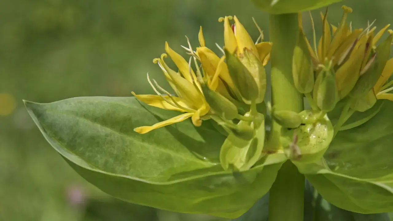 Fleurs de gentiane jaune, connues pour leurs bienfaits pour la peau, sur fond vert flou.