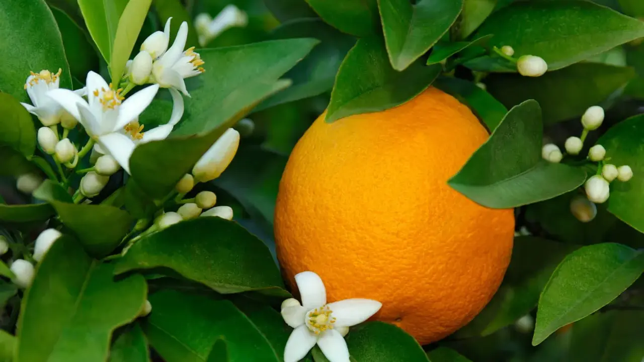 Une orange mûre sur un arbre, entourée de fleurs blanches et de bourgeons. La fleur d'oranger, malgré ses bienfaits, peut avoir des effets secondaires chez certaines personnes.