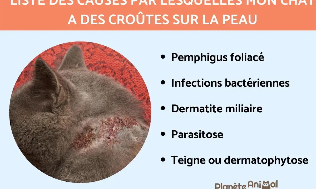 Un chat gris a des croûtes sur la peau, causées par diverses affections comme le pemphigus ou des infections.