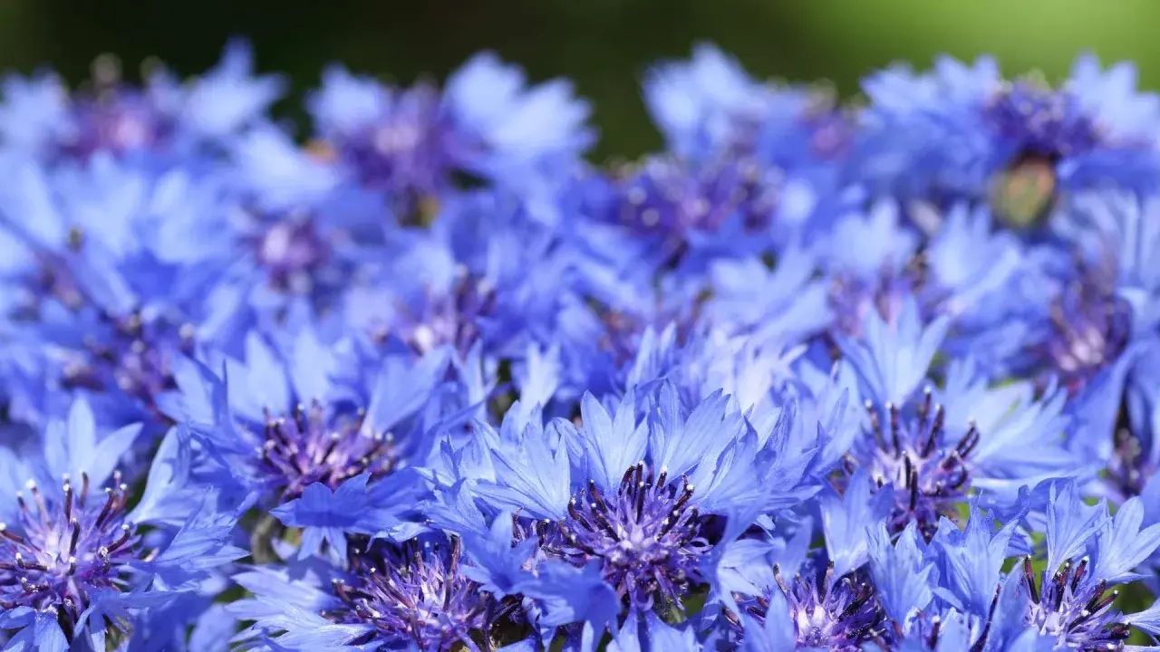 Champ de bleuets éclatants. Attention, l'eau de bleuet peut présenter un danger si ingérée.