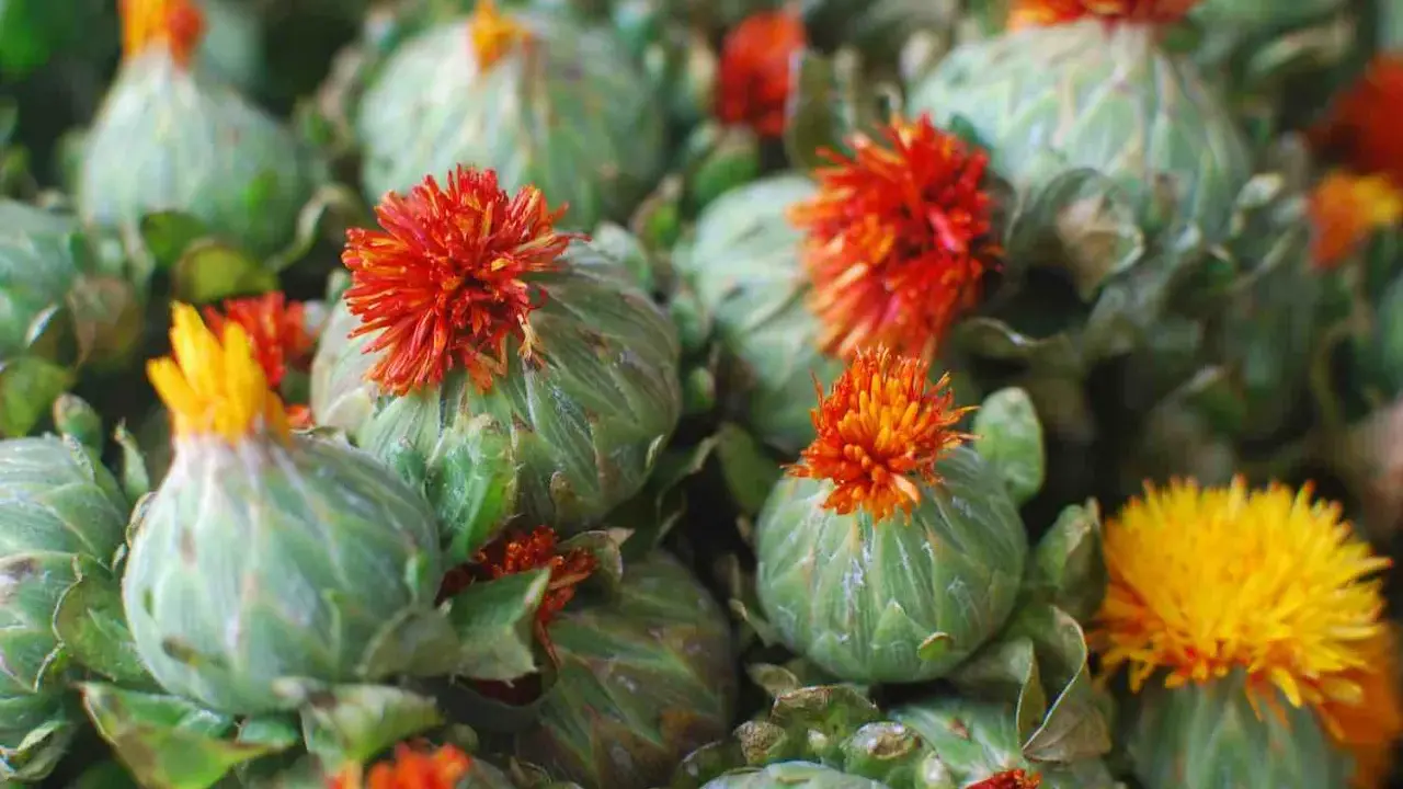 Fleurs de carthame aux teintes orangées et jaunes, prêtes à être transformées en huile. Attention, l'huile de carthame peut présenter un danger.