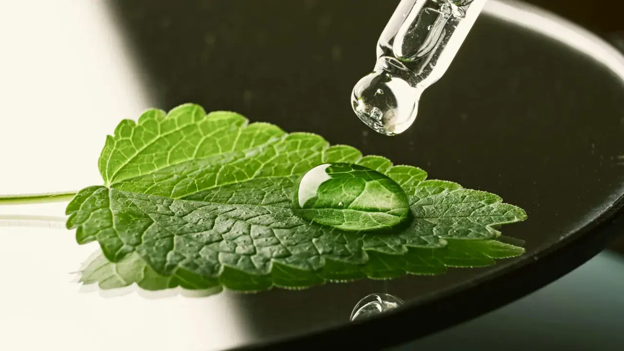 Goutte d'eau sur une feuille de menthe poivrée bouton, avec un compte-gouttes en verre au-dessus.