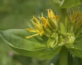 Fleurs de gentiane jaune, connues pour leurs bienfaits pour la peau, sur fond vert flou.