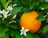 Une orange mûre sur un arbre, entourée de fleurs blanches et de bourgeons. La fleur d'oranger, malgré ses bienfaits, peut avoir des effets secondaires chez certaines personnes.