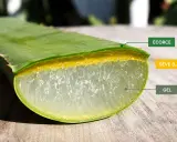 Coupe d'une feuille d'aloe vera montrant le gel et la sève (latex), dont la consommation peut présenter un danger.