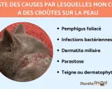 Un chat gris a des croûtes sur la peau, causées par diverses affections comme le pemphigus ou des infections.