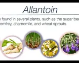 Allantoïne : c'est quoi ? Trouvée dans la consoude, la camomille, les pousses de blé et la betterave.