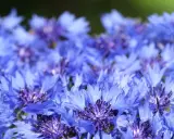 Champ de bleuets éclatants. Attention, l'eau de bleuet peut présenter un danger si ingérée.