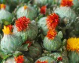 Fleurs de carthame aux teintes orangées et jaunes, prêtes à être transformées en huile. Attention, l'huile de carthame peut présenter un danger.