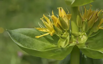 Fleurs de gentiane jaune, connues pour leurs bienfaits pour la peau, sur fond vert flou.
