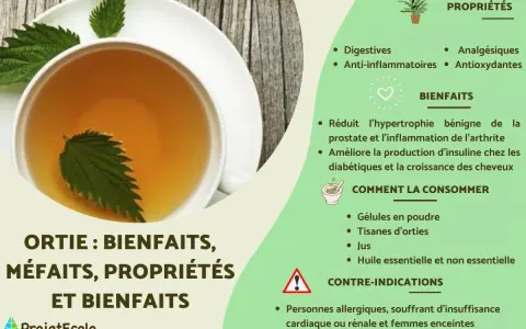 Tisane d'ortie : bienfaits, propriétés et contre-indications. Attention, tisane ortie danger pour personnes allergiques, cardiaques, rénales et femmes enceintes.