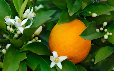 Une orange mûre sur un arbre, entourée de fleurs blanches et de bourgeons. La fleur d'oranger, malgré ses bienfaits, peut avoir des effets secondaires chez certaines personnes.