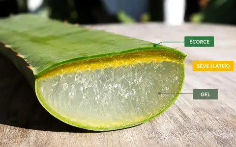 Coupe d'une feuille d'aloe vera montrant le gel et la sève (latex), dont la consommation peut présenter un danger.