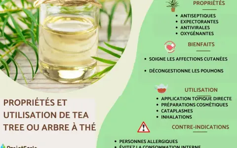 Huile d'arbre à thé : ses bienfaits antiseptiques, antiviraux et décongestionnants pour la peau et les poumons. Utilisation topique, cosmétique, cataplasmes, inhalations.
