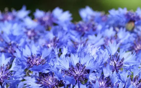 Champ de bleuets éclatants. Attention, l'eau de bleuet peut présenter un danger si ingérée.