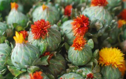 Fleurs de carthame aux teintes orangées et jaunes, prêtes à être transformées en huile. Attention, l'huile de carthame peut présenter un danger.