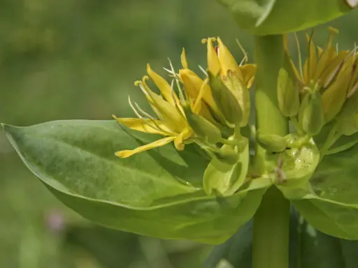 Fleurs de gentiane jaune, connues pour leurs bienfaits pour la peau, sur fond vert flou.
