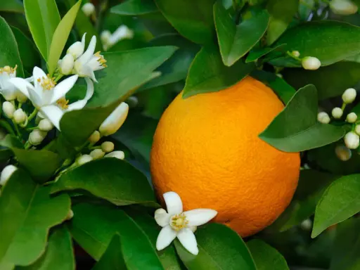 Une orange mûre sur un arbre, entourée de fleurs blanches et de bourgeons. La fleur d'oranger, malgré ses bienfaits, peut avoir des effets secondaires chez certaines personnes.