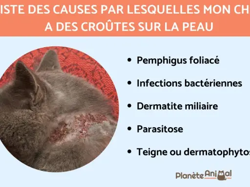 Un chat gris a des croûtes sur la peau, causées par diverses affections comme le pemphigus ou des infections.