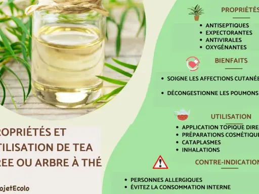 Huile d'arbre à thé : ses bienfaits antiseptiques, antiviraux et décongestionnants pour la peau et les poumons. Utilisation topique, cosmétique, cataplasmes, inhalations.