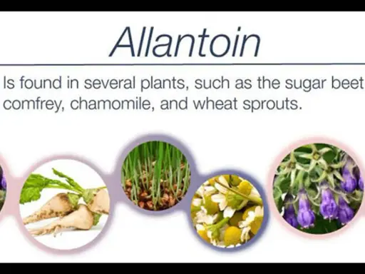 Allantoïne : c'est quoi ? Trouvée dans la consoude, la camomille, les pousses de blé et la betterave.