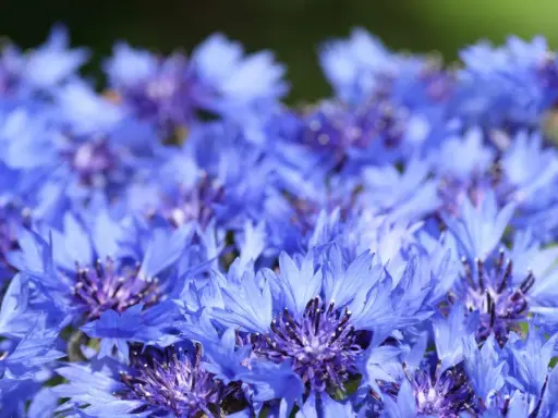 Champ de bleuets éclatants. Attention, l'eau de bleuet peut présenter un danger si ingérée.