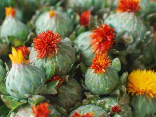 Fleurs de carthame aux teintes orangées et jaunes, prêtes à être transformées en huile. Attention, l'huile de carthame peut présenter un danger.