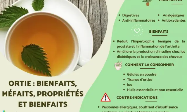 Tisane d'ortie : bienfaits, propriétés et contre-indications. Attention, tisane ortie danger pour personnes allergiques, cardiaques, rénales et femmes enceintes.