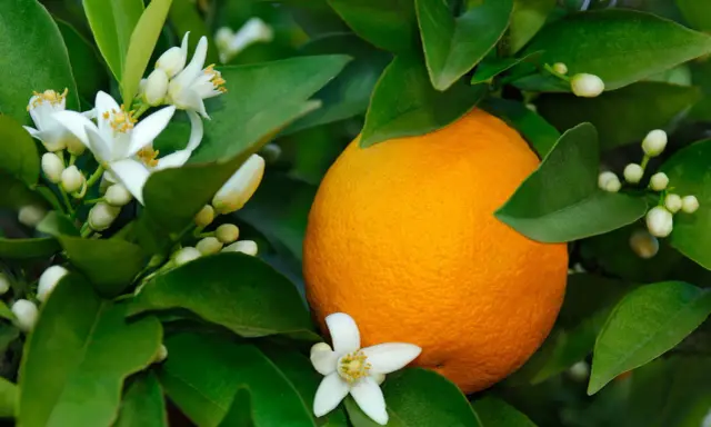 Une orange mûre sur un arbre, entourée de fleurs blanches et de bourgeons. La fleur d'oranger, malgré ses bienfaits, peut avoir des effets secondaires chez certaines personnes.
