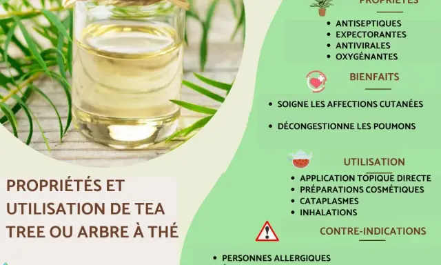Huile d'arbre à thé : ses bienfaits antiseptiques, antiviraux et décongestionnants pour la peau et les poumons. Utilisation topique, cosmétique, cataplasmes, inhalations.