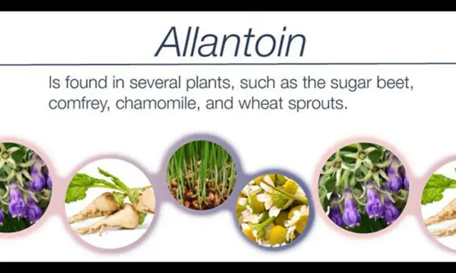 Allantoïne : c'est quoi ? Trouvée dans la consoude, la camomille, les pousses de blé et la betterave.