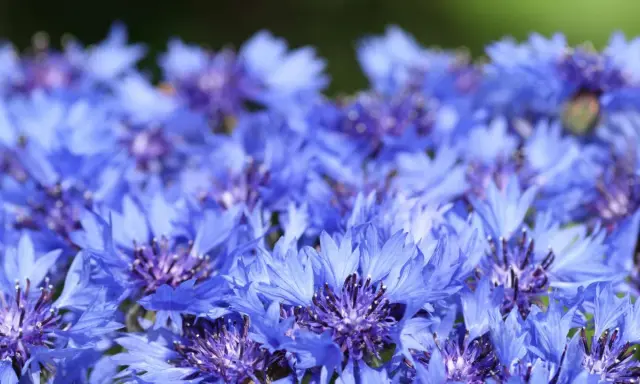 Champ de bleuets éclatants. Attention, l'eau de bleuet peut présenter un danger si ingérée.