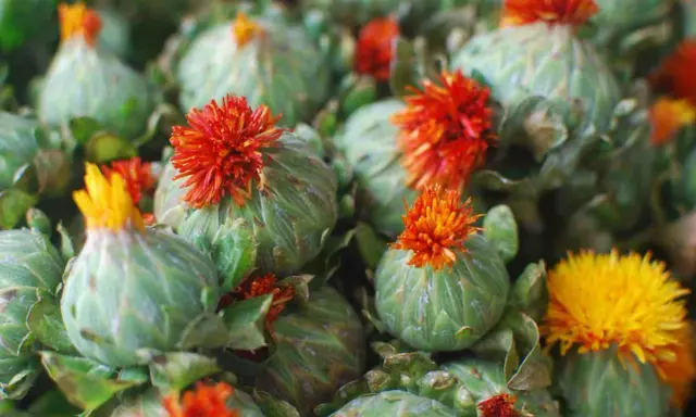 Fleurs de carthame aux teintes orangées et jaunes, prêtes à être transformées en huile. Attention, l'huile de carthame peut présenter un danger.
