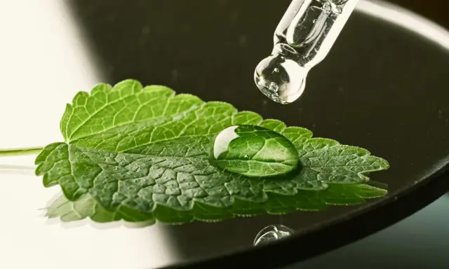 Goutte d'eau sur une feuille de menthe poivrée bouton, avec un compte-gouttes en verre au-dessus.