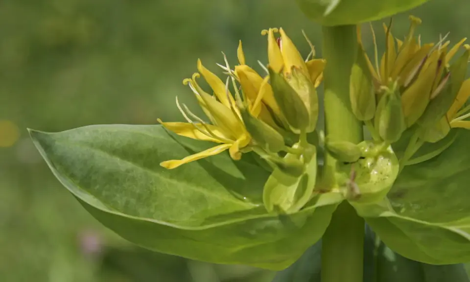 Fleurs de gentiane jaune, connues pour leurs bienfaits pour la peau, sur fond vert flou.