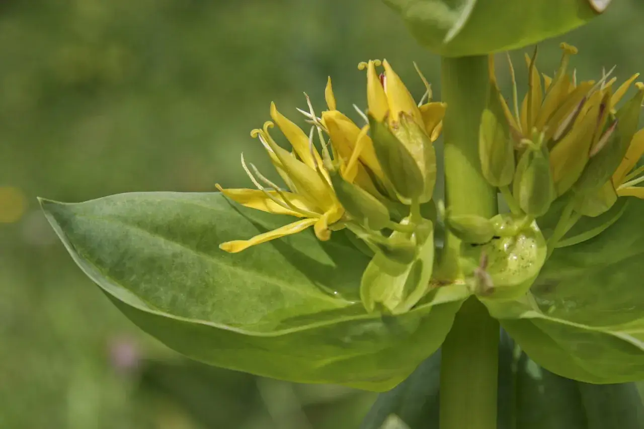 Fleurs de gentiane jaune, connues pour leurs bienfaits pour la peau, sur fond vert flou.