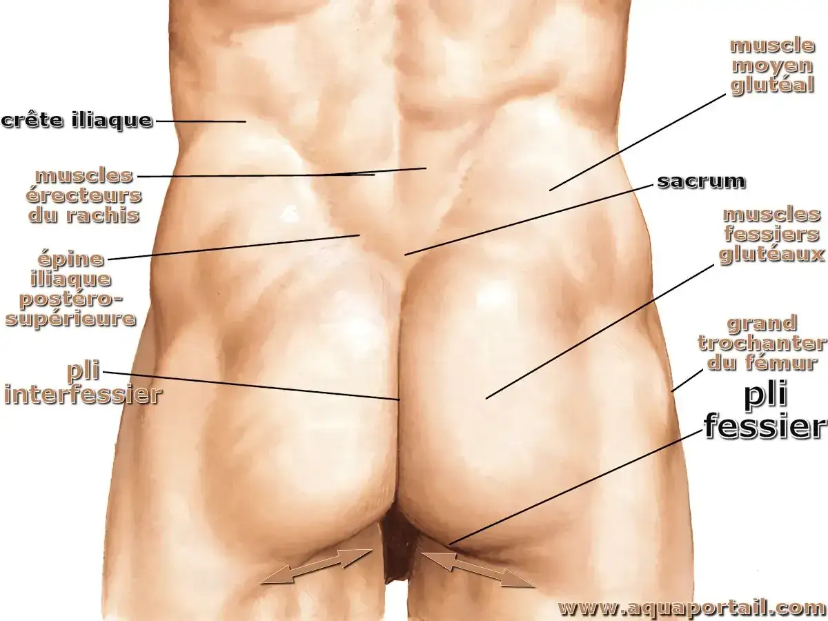 Anatomie du pli fessier chez un adulte, montrant les muscles fessiers et la crête iliaque. Utile pour comprendre une mycose fessier adulte.