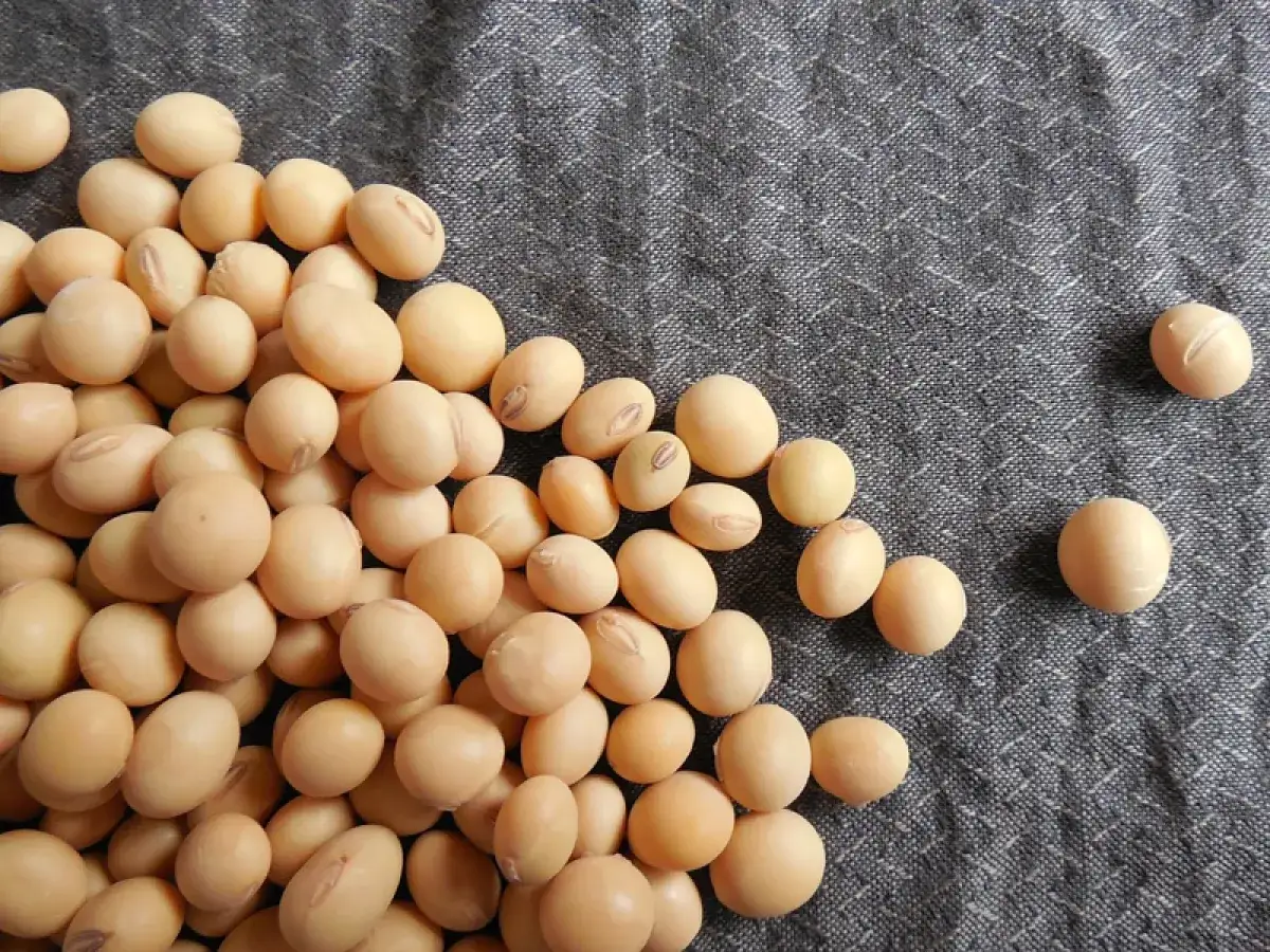 Grains de soja clairs sur fond texturé, évoquant les bienfaits de l'huile de soja.