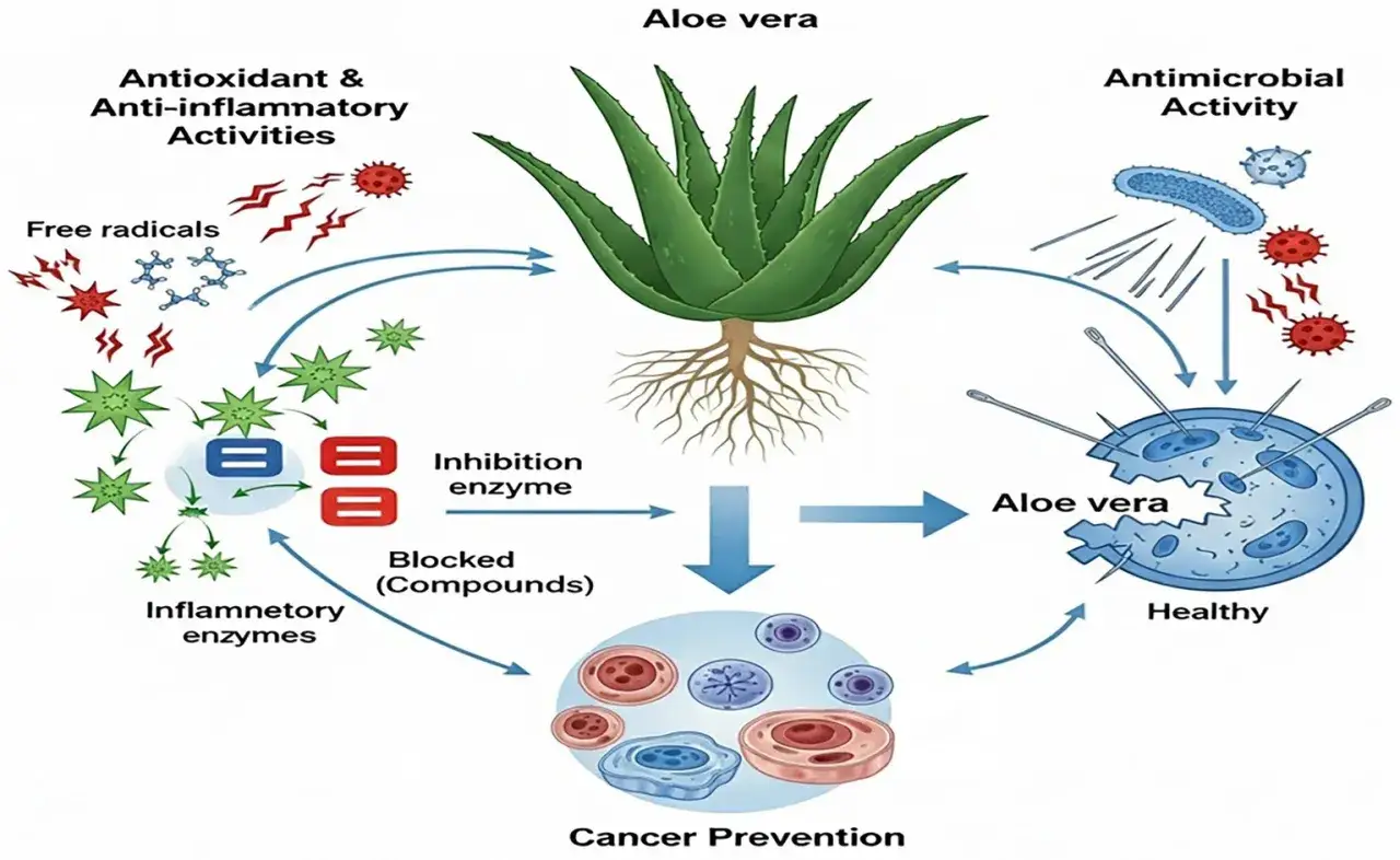 L'aloe vera combat les radicaux libres et les enzymes inflammatoires, pr&eacute;vient le cancer et a une activit&eacute; antimicrobienne. Pas de danger ici !