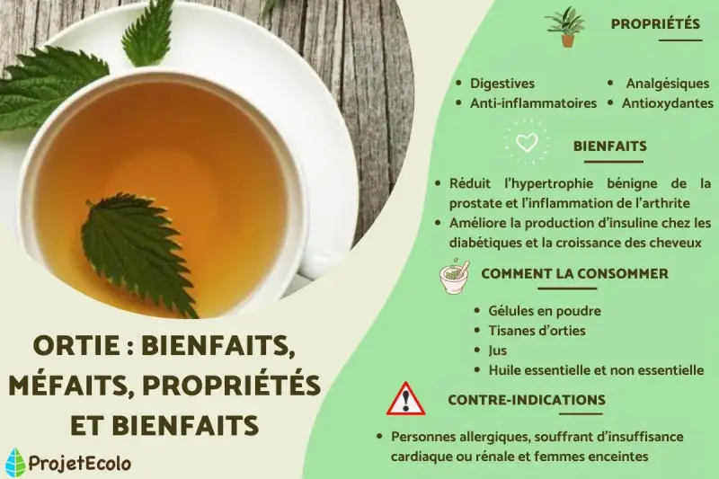 Tisane d'ortie : bienfaits, propriétés et contre-indications. Attention, tisane ortie danger pour personnes allergiques, cardiaques, rénales et femmes enceintes.